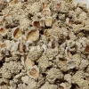 Echinops pungens manna for sale. Manna of Echinops in bulk. Globe Thistle manna wholesale price. Buy Trehala manna. Trehala Beetle Cocoon purchase.