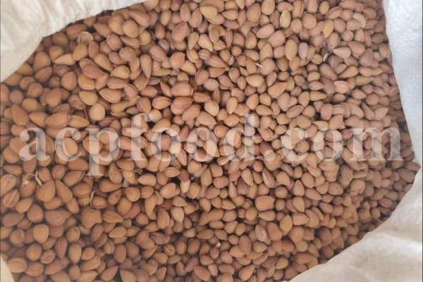 Prunus lycioides fruit for sale. Amygdalus lycioides fruit wholesale price. Buy mountain almond. Wild almond in bulk. Wild almond fruit puchase. Bulk wild almond seeds. Wild badam for sale.