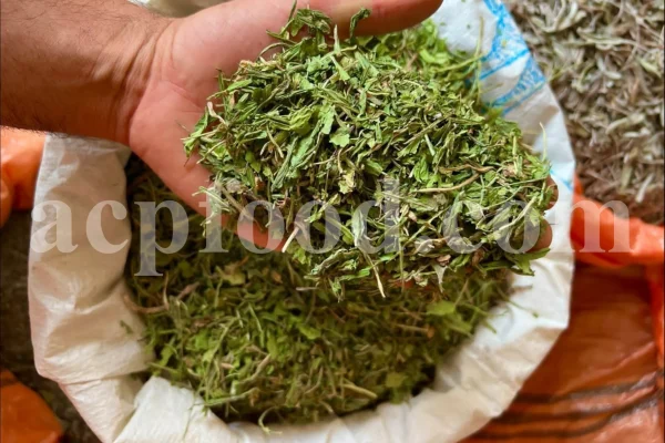Cichorium intybus tea. Cichorium intybus root. Dried chicory flowers for sale. Buy wild chicory leaves. Buy chicory. Chicory for sale. chicory price. Bulk chicory tea. Chicory root wholesale. Chicory root tea.
