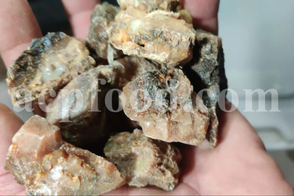 White Fasoukh for sale. Buy ferula communis plant resin. Giant fennel plant gum wholesale price.