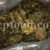 White Fasoukh for sale. Buy ferula communis plant resin. Giant fennel plant gum wholesale price.