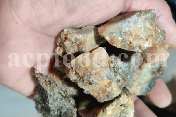 White Fasoukh for sale. Buy ferula communis plant resin. Giant fennel plant gum wholesale price.