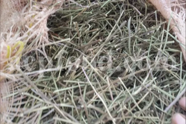 Dried Peppermint leaves for sale. Bulk peppermint leaves. Buy dried mint leaves. Peppermint tea leaves wholesale price. Organic peppermint tea loose leaf in bulk.