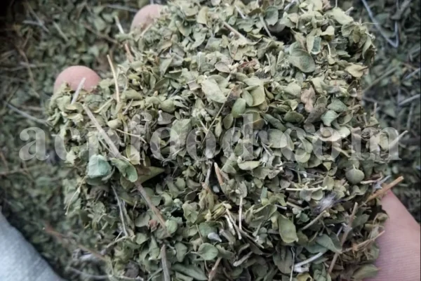 Shirazi Thyme for sale. Shirazi thyme wholesale price. Bulk Shirazi thyme. Shirazi thyme purchase. Zataria multiflora dried leaf in bulk. Z multiflora dried leaves wholesale price. Z multiflora dried leaves purchase. Buy zataria multiflora dried leaves.