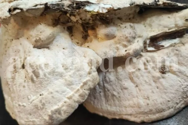 Buy Agarikon. Agarikon mushroom for sale. Agarikon Fomitopsis officinalis wholesale price. Mushroom Agarikon purchase. Bulk Agarikon fungus.