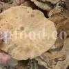 Buy Agarikon. Agarikon mushroom for sale. Agarikon Fomitopsis officinalis wholesale price. Mushroom Agarikon purchase. Bulk Agarikon fungus.