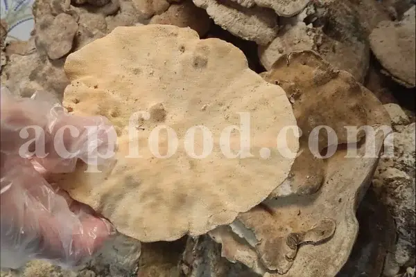 Buy Agarikon. Agarikon mushroom for sale. Agarikon Fomitopsis officinalis wholesale price. Mushroom Agarikon purchase. Bulk Agarikon fungus.