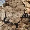Buy Agarikon. Agarikon mushroom for sale. Agarikon Fomitopsis officinalis wholesale price. Mushroom Agarikon purchase. Bulk Agarikon fungus.