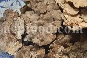Buy Agarikon. Agarikon mushroom for sale. Agarikon Fomitopsis officinalis wholesale price. Mushroom Agarikon purchase. Bulk Agarikon fungus.