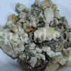 Crystals of gum ammoniac under inspection