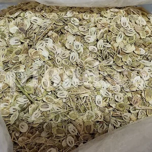 Wholesale Persian hogweed seeds in bulk packaging for export