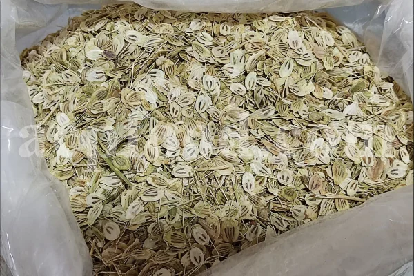 High Quality Aromatic Heracleum Persicum Seeds for sale. Bulk Persian Hogweed. Buy Angelica Seeds with the Best Price. Angelica Golpar for sale.