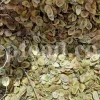 High Quality Aromatic Heracleum Persicum Seeds for sale. Bulk Persian Hogweed. Buy Angelica Seeds with the Best Price. Angelica Golpar for sale.