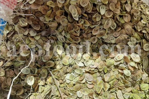 High Quality Aromatic Heracleum Persicum Seeds for sale. Bulk Persian Hogweed. Buy Angelica Seeds with the Best Price. Angelica Golpar for sale.