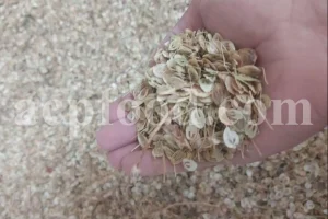 High Quality Aromatic Heracleum Persicum Seeds for sale. Bulk Persian Hogweed. Buy Angelica Seeds with the Best Price. Angelica Golpar for sale.
