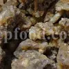 Buy Asafetida Hing. Ferula assa gum for sale. Hing wholesale price. Best quality Asafoetida. Kokh Asafetida for sale.