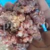 Buy Asafetida Hing. Ferula assa gum for sale. Hing wholesale price. Best quality Asafoetida. Kokh Asafetida for sale.