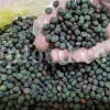 High Quality Pistacia atlantica for sale. Pistacia terebinthus seeds. Pistacia atlantica seeds. Buy Atlantic Pistachio. Pistacia khinjuk wholesale price. Buy Terebinth seeds. Bulk wild pistachios.