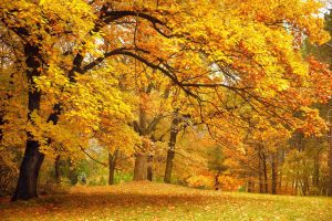 Temperament of the Seasons