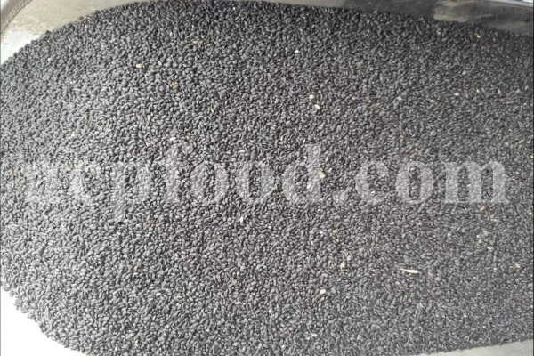 Basil seeds for sale. Holy Basil seeds for sale. Bulk Lime Basil seeds. Falooda seeds wholesale price. Buy Thai Basil seeds. Ocimum basilicum seeds wholesale price.