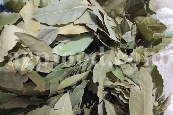 Buy Bay leaves. Bay Leaves for sale. Bay Leaves wholesale price. Bay Laurel for sale. Organic Bay Leaves bulk. Buy Bay Laurel.