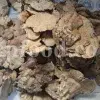 Buy Agarikon. Agarikon mushroom for sale. Agarikon Fomitopsis officinalis wholesale price. Mushroom Agarikon purchase. Bulk Agarikon fungus.