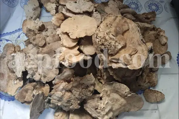 Buy Agarikon. Agarikon mushroom for sale. Agarikon Fomitopsis officinalis wholesale price. Mushroom Agarikon purchase. Bulk Agarikon fungus.