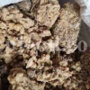 Packed ammoniacum gum for export
