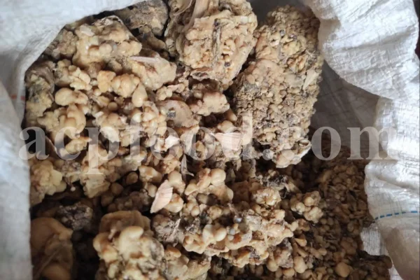 Packed ammoniacum gum for export
