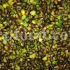 High Quality Pistacia atlantica for sale. Pistacia terebinthus seeds. Pistacia atlantica seeds. Buy Atlantic Pistachio. Pistacia khinjuk wholesale price. Buy Terebinth seeds. Bulk wild pistachios.