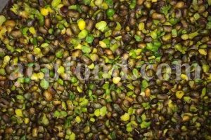 High Quality Pistacia atlantica for sale. Pistacia terebinthus seeds. Pistacia atlantica seeds. Buy Atlantic Pistachio. Pistacia khinjuk wholesale price. Buy Terebinth seeds. Bulk wild pistachios.