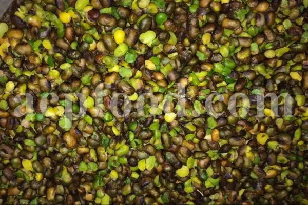 High Quality Pistacia atlantica for sale. Pistacia terebinthus seeds. Pistacia atlantica seeds. Buy Atlantic Pistachio. Pistacia khinjuk wholesale price. Buy Terebinth seeds. Bulk wild pistachios.