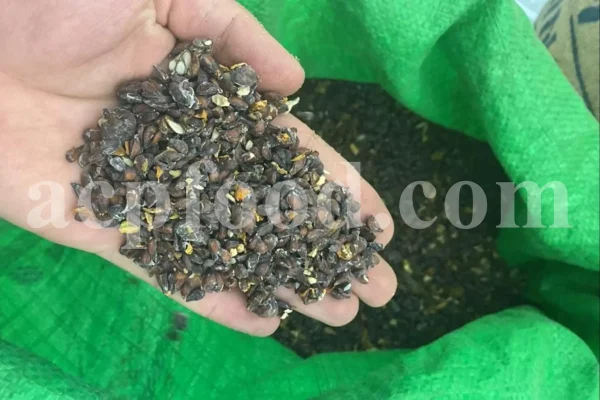 Quince seeds for sale. Bulk Bahi Dana seeds. Cydonia oblonga seeds wholesale price. Buy Quince fruit seeds. Beh Daneh purchase.