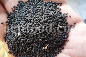 Basil seeds for sale. Holy Basil seeds for sale. Bulk Lime Basil seeds. Falooda seeds wholesale price. Buy Thai Basil seeds. Ocimum basilicum seeds wholesale price.