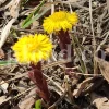Dried Coltsfoot for sale. Coltsfoot herb wholesale price. Buy Coltsfoot. Coltsfoot for sale. Bulk Coltsfoot leaves. Tussilago farfara leaves purchase.