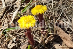 Dried Coltsfoot for sale. Coltsfoot herb wholesale price. Buy Coltsfoot. Coltsfoot for sale. Bulk Coltsfoot leaves. Tussilago farfara leaves purchase.