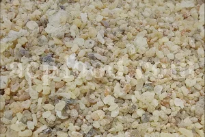 Mastic tree gum. Mastic gum for sale. Mastic gum bulk. Buy mastic gum. Pistacia terebinthus resin for sale.