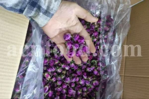 The best quality Rosa damascena buds for sale. Damascena Rose wholesale price. Buy Damascina Rose. Bulk Rosa Damask buds and petals. Wholesale R Damascena. Damask Rose purchase.