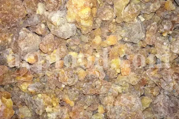Bulk Galbanum resin for sale. Galbanum gum wholesale price. Galbanum price. Ferula galbaniflua gum in bulk. Ferula gummosa gum for sale.