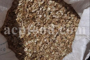 High Quality Aromatic Heracleum Persicum Seeds for sale. Bulk Persian Hogweed. Buy Angelica Seeds with the Best Price. Angelica Golpar for sale.