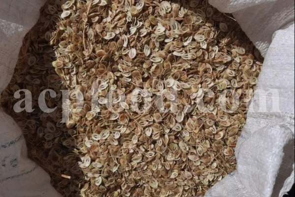 High Quality Aromatic Heracleum Persicum Seeds for sale. Bulk Persian Hogweed. Buy Angelica Seeds with the Best Price. Angelica Golpar for sale.