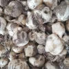 Bulk Persian Moosir (Allium stipitatum) in jute sacks