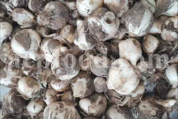 Bulk Persian Moosir (Allium stipitatum) in jute sacks