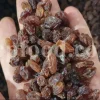 Best Raisins to buy. Bulk Raisins Wholesale. Bulk Raisins for sale. Kishmish price. Buy Raisins in bulk. Raisins price per kg. Iranian Raisin wholesale.