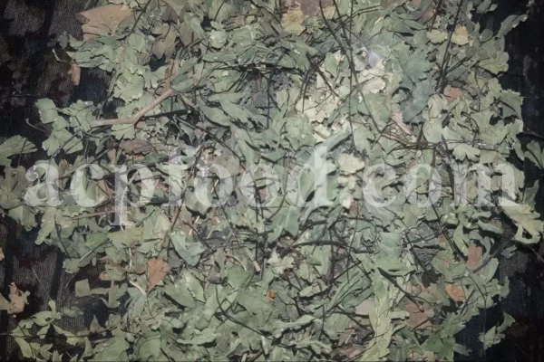 Dried Maidenhair Fern for sale. Adiantum capillus veneris dried leaves wholesale price. Buy Maiden Hair Fern dry leaves. Adiantum capillus veneris for sale. Bulk Maidenhair Fern adiantum capillus veneris.