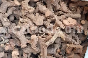 High Quality Greater Galangal Root for Sale. Bulk Alpinia galanga Root. Kulanjan root wholesale price. Khulanjan purchase.