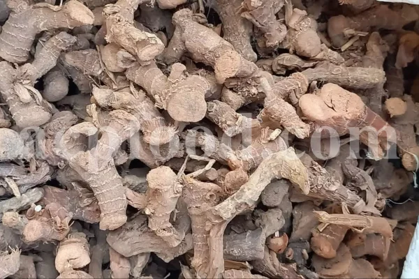 High Quality Greater Galangal Root for Sale. Bulk Alpinia galanga Root. Kulanjan root wholesale price. Khulanjan purchase.