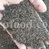 Lovage seeds for sale. Bulk levisticum officinale seeds. Buy lovage seeds. Lovage seeds near me. Bulk maggi plant seeds.