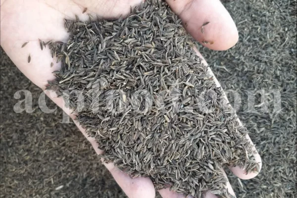 Lovage seeds for sale. Bulk levisticum officinale seeds. Buy lovage seeds. Lovage seeds near me. Bulk maggi plant seeds.