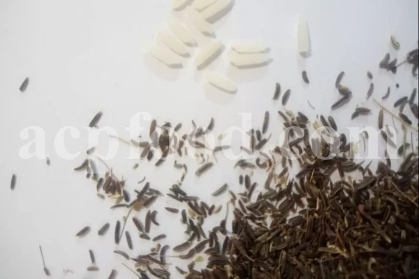 Lovage seeds for sale. Bulk levisticum officinale seeds. Buy lovage seeds. Lovage seeds near me. Bulk maggi plant seeds.